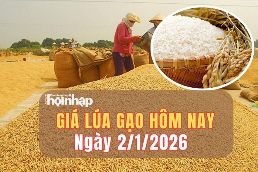 Giá lúa gạo hôm nay 2/1/2026: Giá lúa gạo đi ngang, giao dịch chậm trong bối cảnh nguồn cuối vụ suy giảm