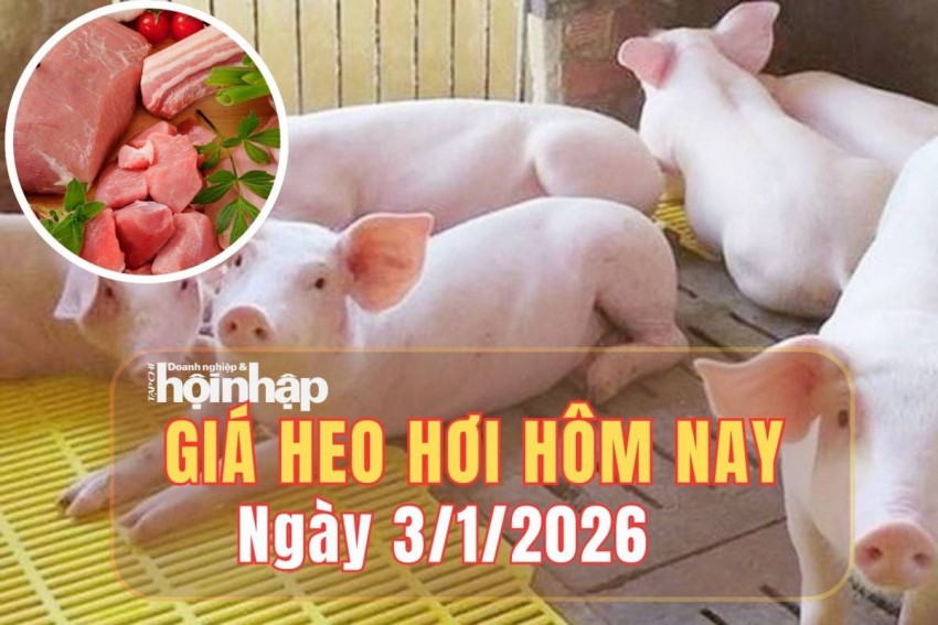 Giá heo hơi hôm nay 3/1/2026: Giá heo hơi duy trì ổn định trong kỳ nghỉ Tết Dương lịch