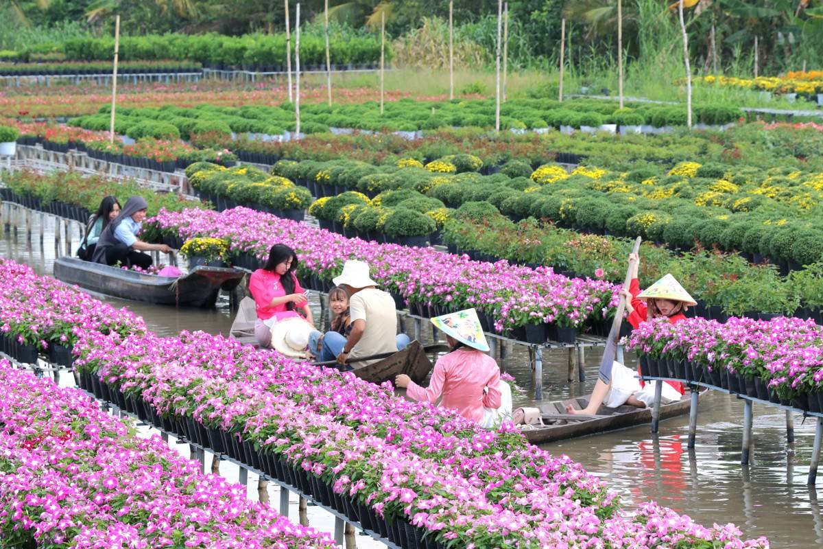 Sa Đéc( Đồng Tháp) những ngày này rực rỡ sắc Xuân