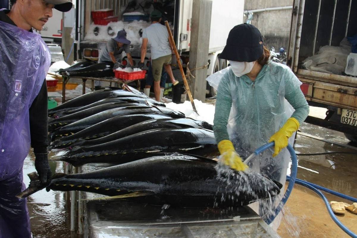 Những loại cá chứa nhiều thủy ngân, cần cẩn trọng khi ăn