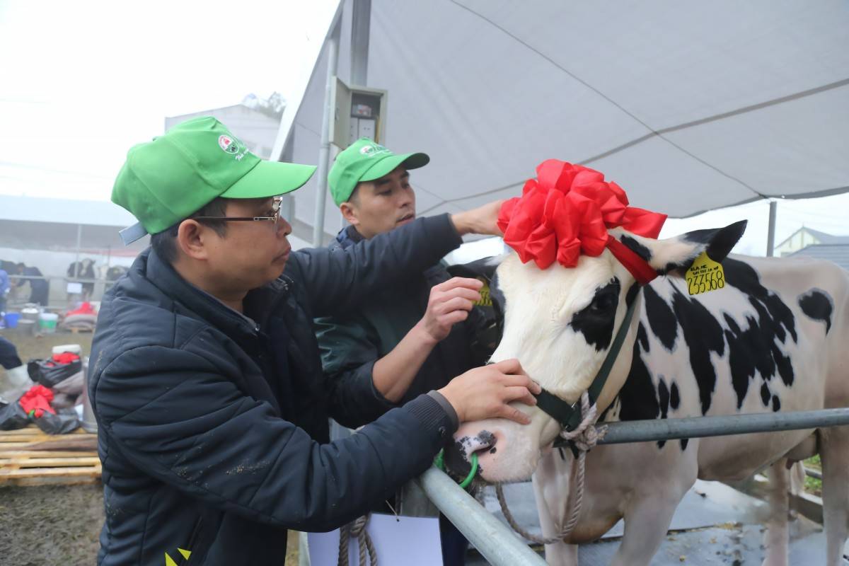 40 “cô bò sữa” tranh tài Hoa hậu bò sữa Mộc Châu 2026