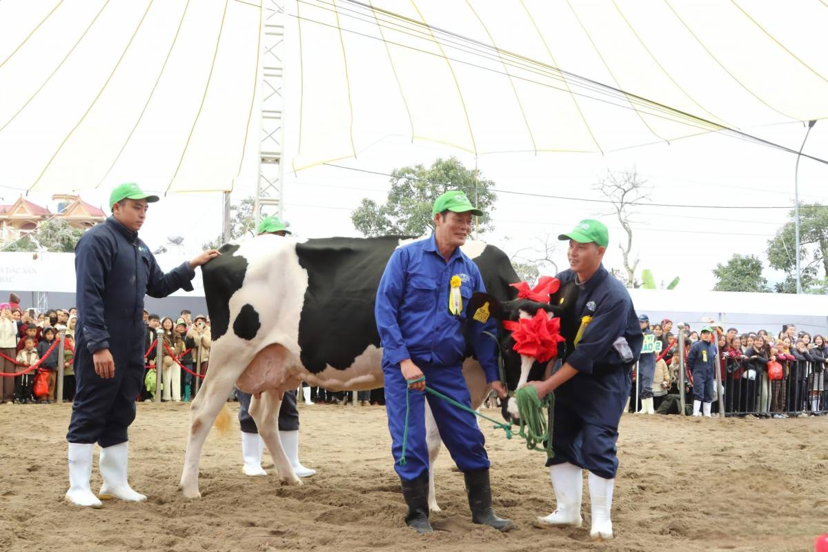 40 “cô bò sữa” tranh tài Hoa hậu bò sữa Mộc Châu 2026