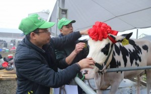 40 “cô bò sữa” tranh tài Hoa hậu bò sữa Mộc Châu 2026