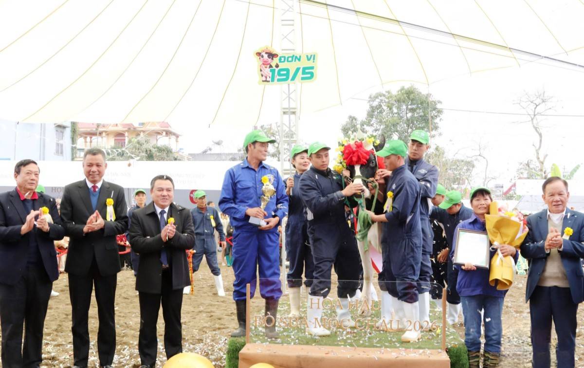 40 “cô bò sữa” tranh tài Hoa hậu bò sữa Mộc Châu 2026