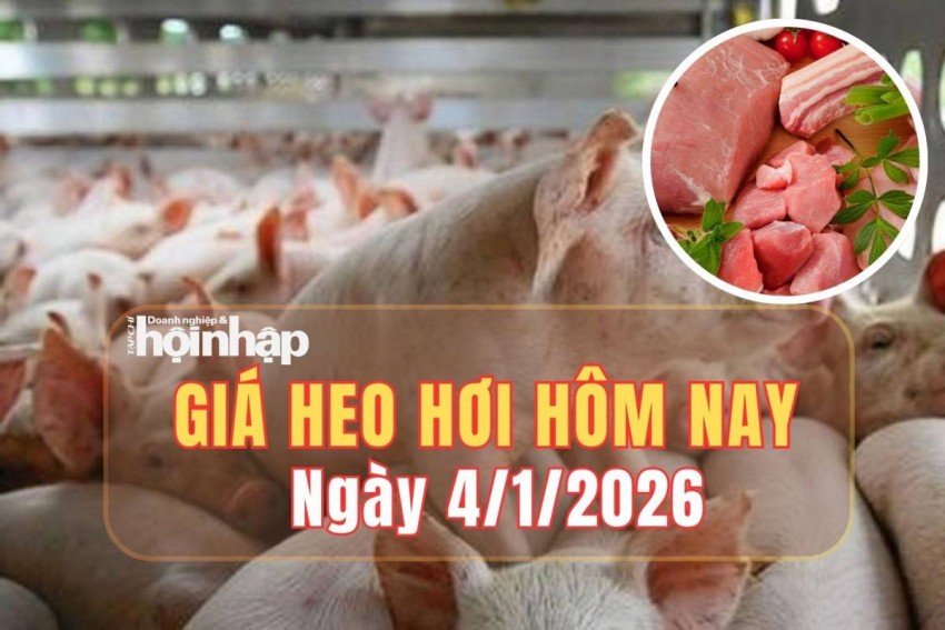 Giá heo hơi hôm nay 4/1/2026: Giá heo hơi đi ngang trên cả nước, dao động 62.000 – 69.000 đồng/kg
