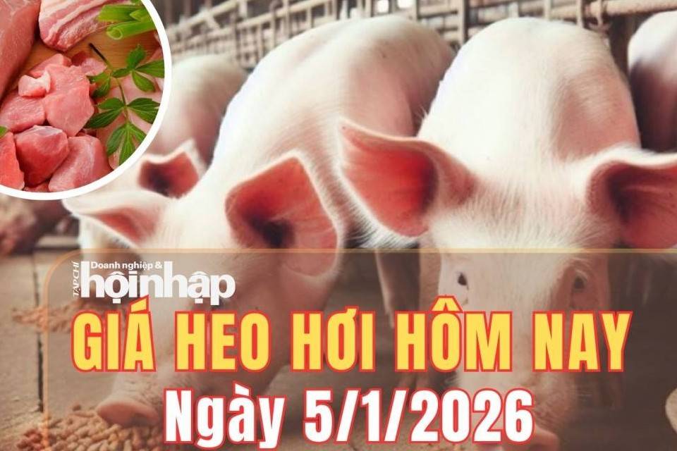 Giá heo hơi hôm nay 5/1/2026: Giá heo hơi quay đầu giảm sau kỳ nghỉ Tết Dương lịch