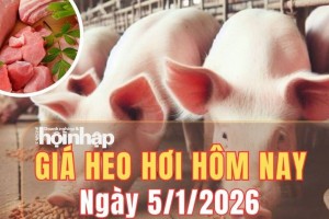 Giá heo hơi hôm nay 5/1/2026: Giá heo hơi quay đầu giảm sau kỳ nghỉ Tết Dương lịch