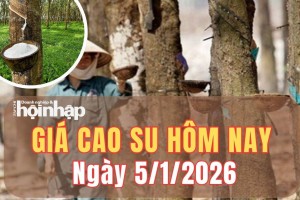Giá cao su hôm nay 5/1/2026: Giá cao su thế giới “nín thở” chờ tín hiệu mới đầu năm