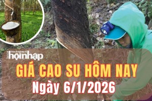 Giá cao su hôm nay 6/1/2026: Giá cao su thế giới đối mặt rủi ro nguồn cung