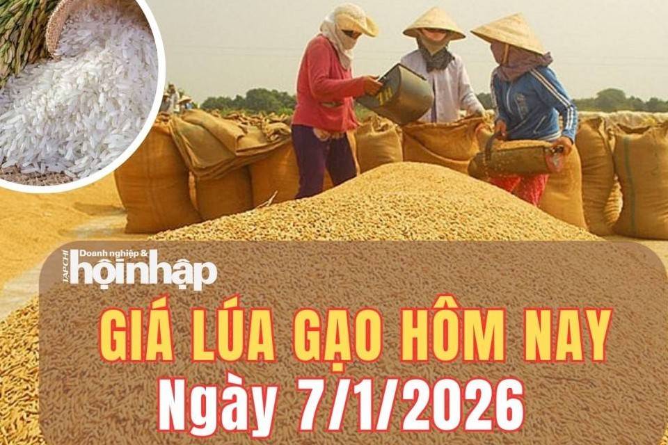 Giá lúa gạo hôm nay 7/1/2026: Giá gạo nguyên liệu điều chỉnh trái chiều
