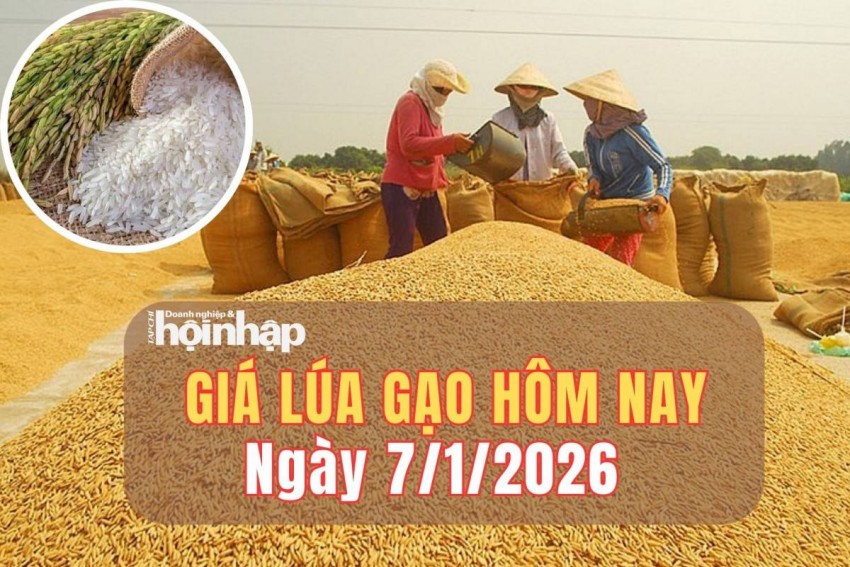 Giá lúa gạo hôm nay 7/1/2026: Giá gạo nguyên liệu điều chỉnh trái chiều