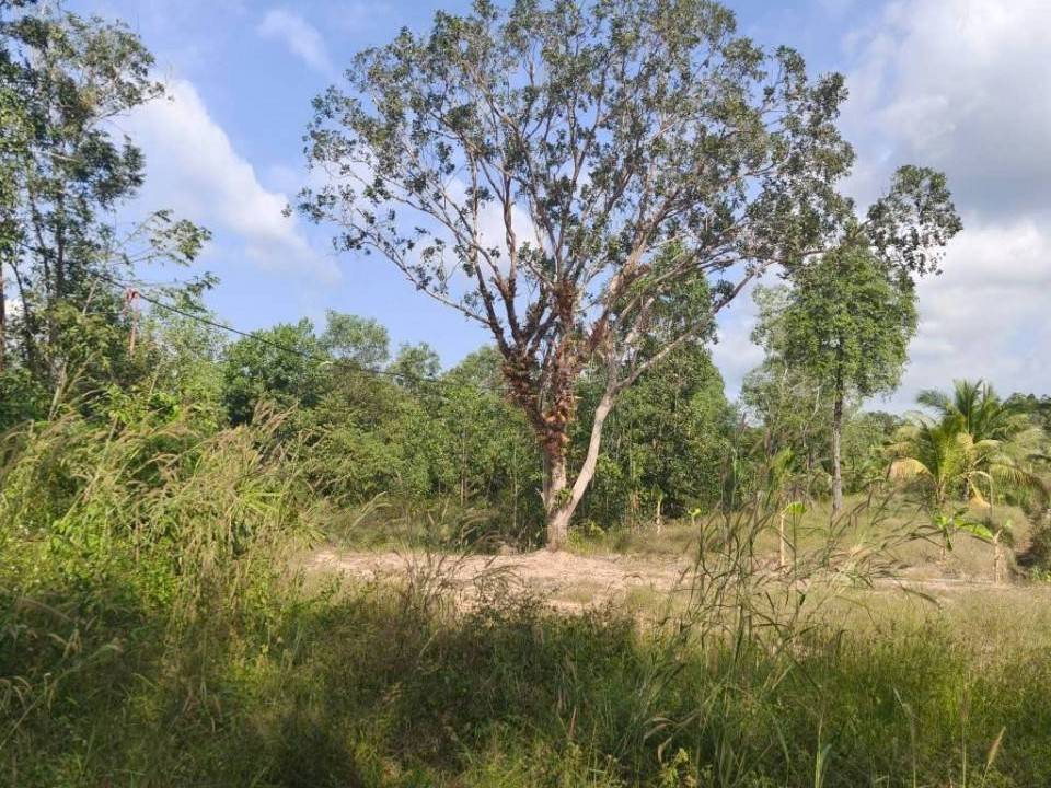 Hơn 7 năm dự án nông nghiệp công nghệ cao tại Phú Quốc chưa thể triển khai