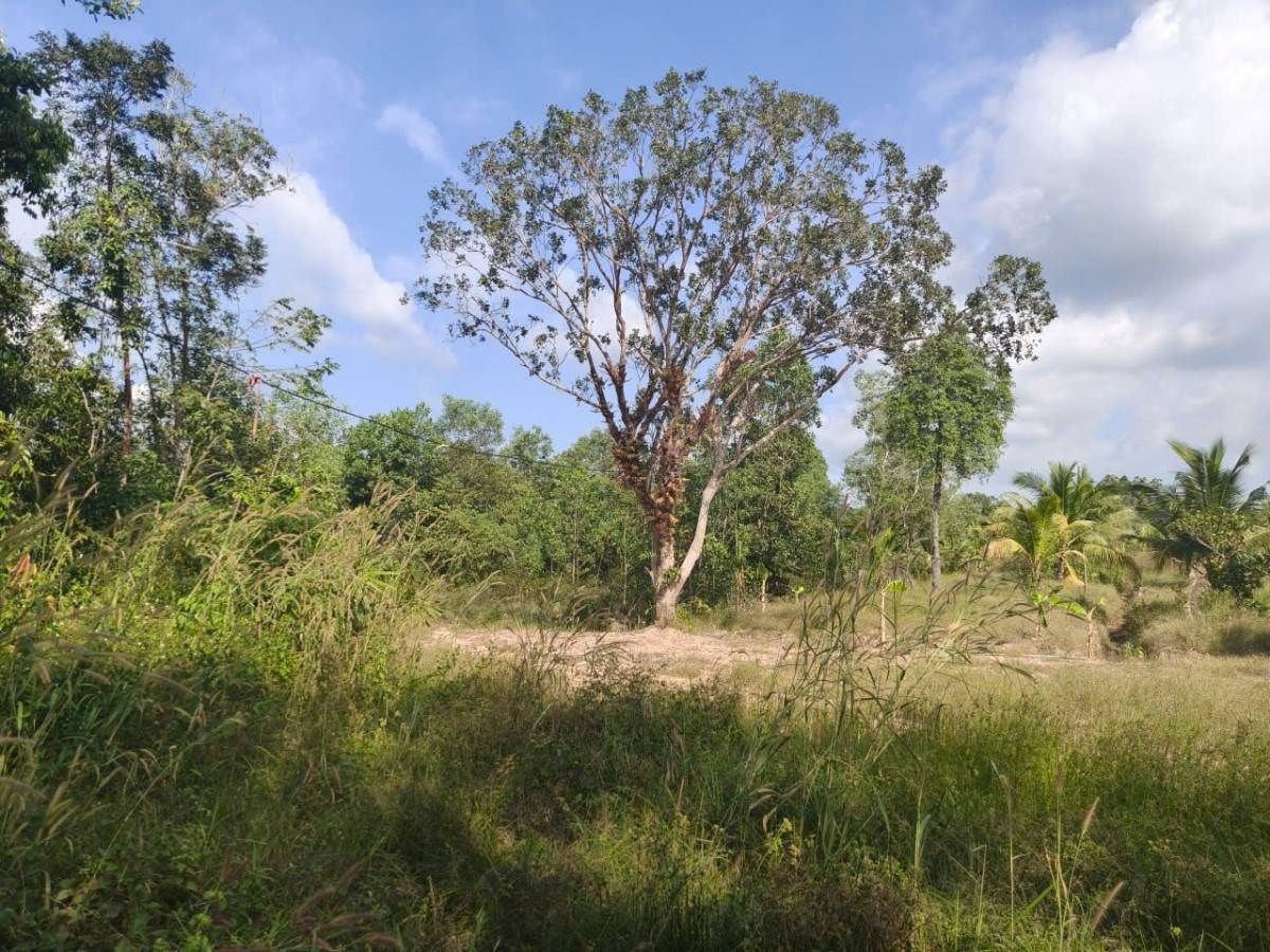 Hơn 7 năm dự án nông nghiệp công nghệ cao tại Phú Quốc chưa thể triển khai