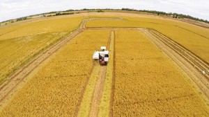 Nông nghiệp Đồng bằng sông Cửu Long: Thách thức từ biến đổi khí hậu và yêu cầu tái cấu trúc