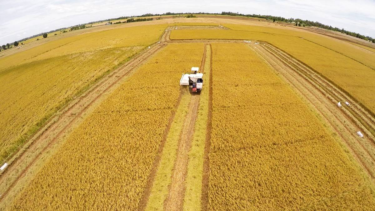 Nông nghiệp Đồng bằng sông Cửu Long: Thách thức từ biến đổi khí hậu và yêu cầu tái cấu trúc