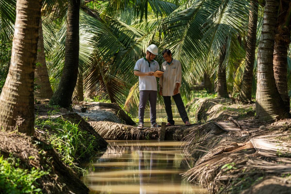 Betrimex cùng người nông dân Bến Tre tái sinh vườn dừa