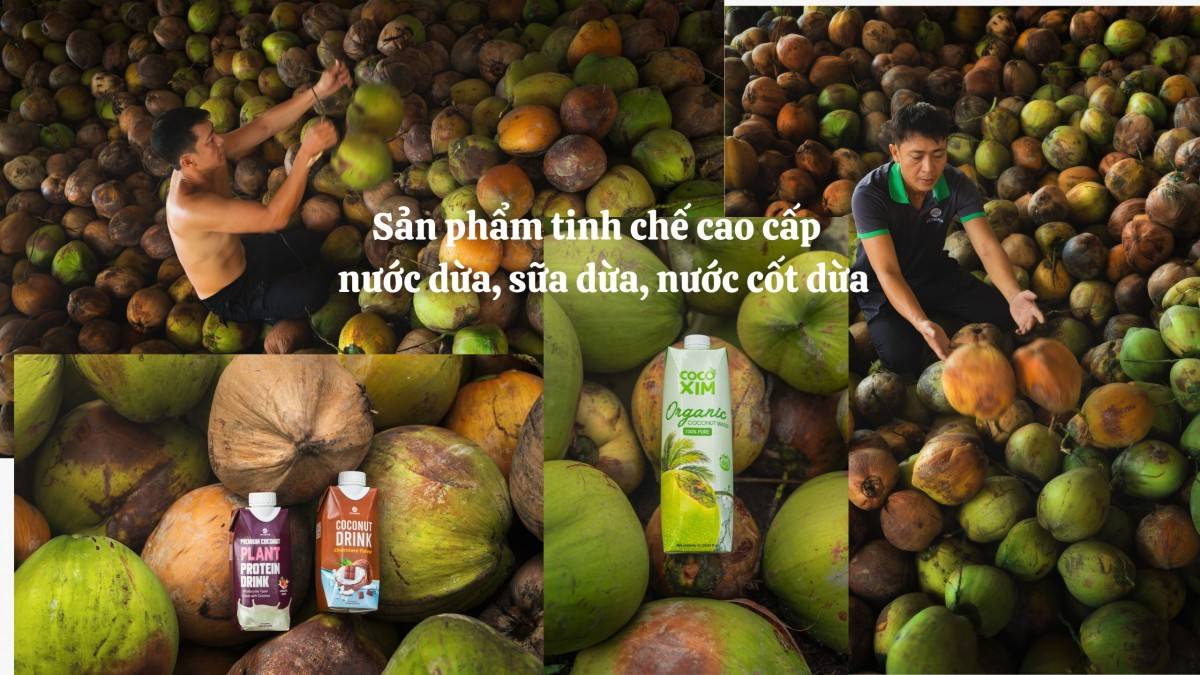 Betrimex cùng người nông dân Bến Tre tái sinh vườn dừa