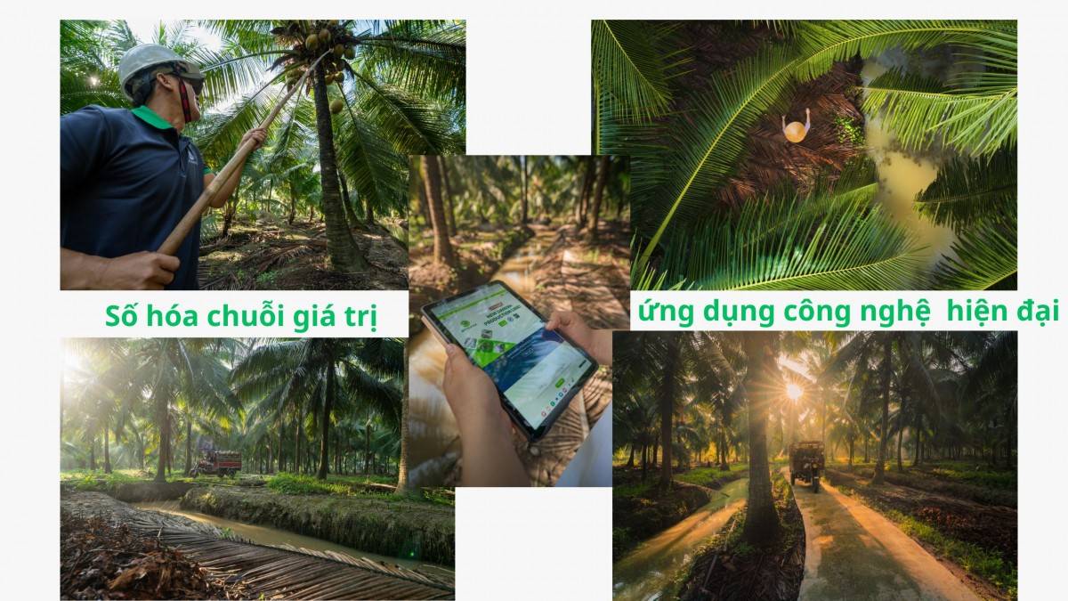 Betrimex cùng người nông dân Bến Tre tái sinh vườn dừa