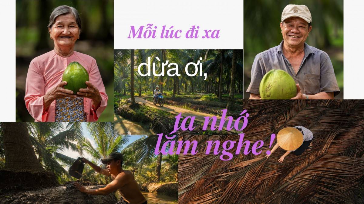 Betrimex cùng người nông dân Bến Tre tái sinh vườn dừa