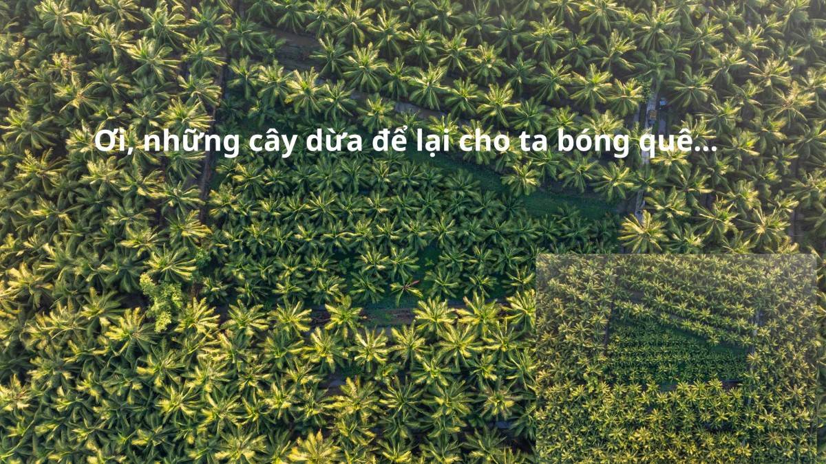 Betrimex cùng người nông dân Bến Tre tái sinh vườn dừa