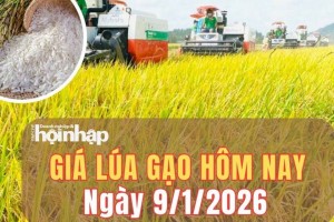Giá lúa gạo hôm nay 9/1/2026: Giá gạo nguyên liệu tiếp tục giảm, giao dịch lúa trầm lắng đầu vụ Đông Xuân