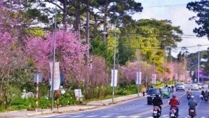 Mai anh đào Đà Lạt - Hội tụ sắc xuân chào đón Tết Bính Ngọ 2026