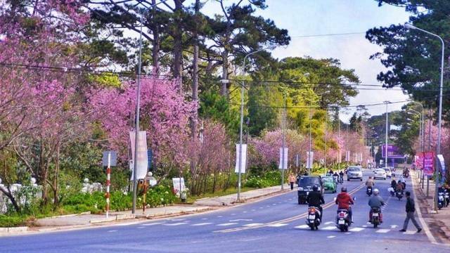 Mai anh đào Đà Lạt - Hội tụ sắc xuân chào đón Tết Bính Ngọ 2026