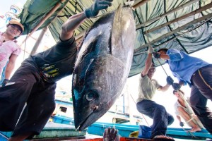 EU siết chuẩn đông lạnh cá ngừ tiêu thụ trực tiếp: Doanh nghiệp Việt đối mặt thách thức tuân thủ mới