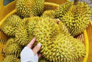 Thí điểm truy xuất nguồn gốc sầu riêng từ năm 2026