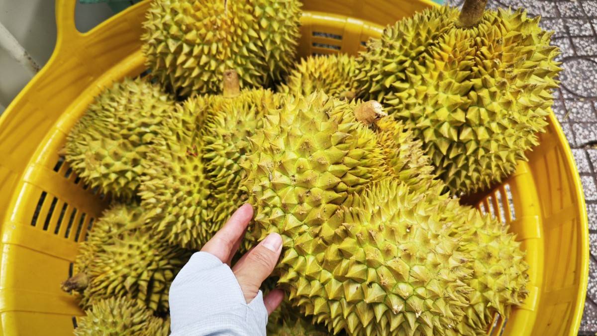 Thí điểm truy xuất nguồn gốc sầu riêng từ năm 2026