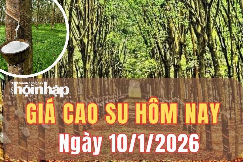 Giá cao su hôm nay 10/1/2026: Giá cao su thế giới trái chiều trước áp lực cung - cầu