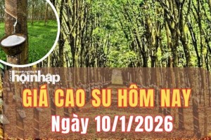 Giá cao su hôm nay 10/1/2026: Giá cao su thế giới trái chiều trước áp lực cung - cầu