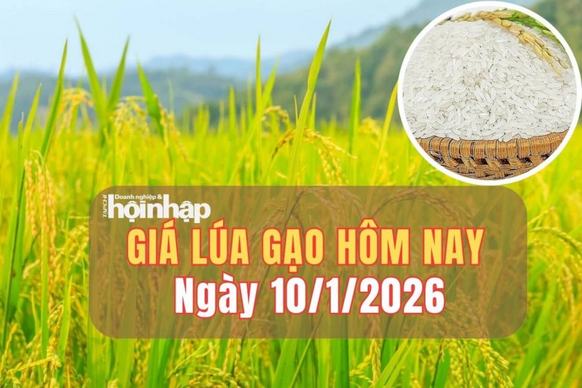 giá lúa gạo
