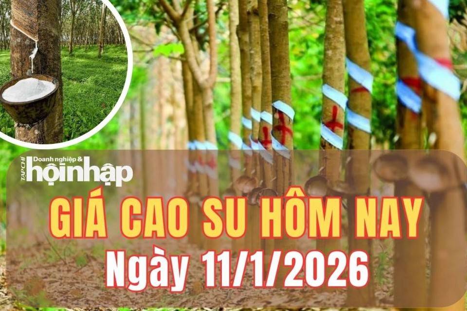 Giá cao su hôm nay 11/1/2026: Giá cao su thế giới biến động lệch chiều khi khép lại tuần giao dịch