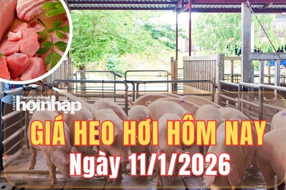 Giá heo hơi hôm nay 11/1/2026: Phiên cuối tuần, giá heo hơi đi ngang