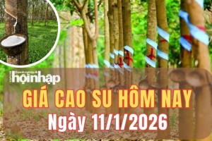 Giá cao su hôm nay 11/1/2026: Giá cao su thế giới biến động lệch chiều khi khép lại tuần giao dịch