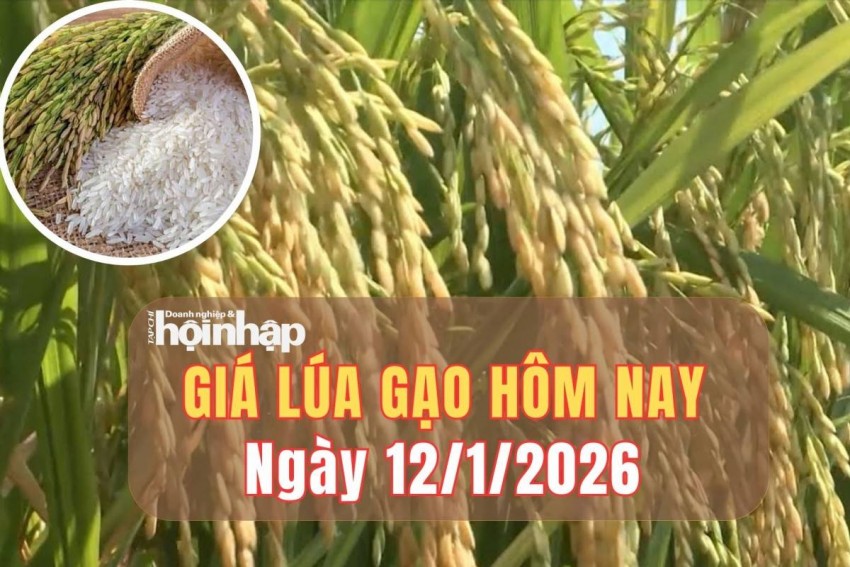 Giá lúa gạo hôm nay 12/1/2026: Giá lúa gạo đi ngang, giao dịch trầm lắng tại Đồng bằng sông Cửu Long