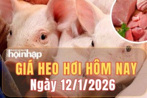 Giá heo hơi hôm nay 12/1/2026: Giá heo hơi bật tăng phiên đầu tuần, chạm đỉnh 74.000 đồng/kg