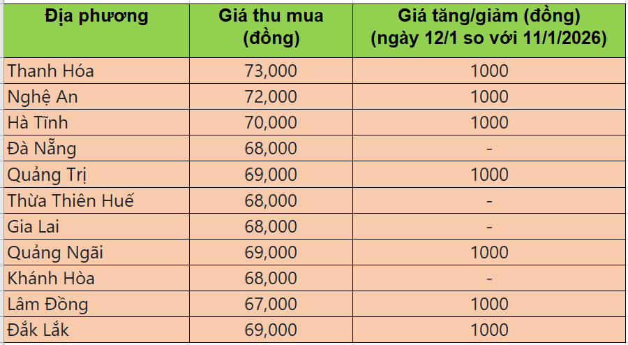 Bảng giá heo hơi tại miền Trung - Tây Nguyên hôm nay 12/1/2026