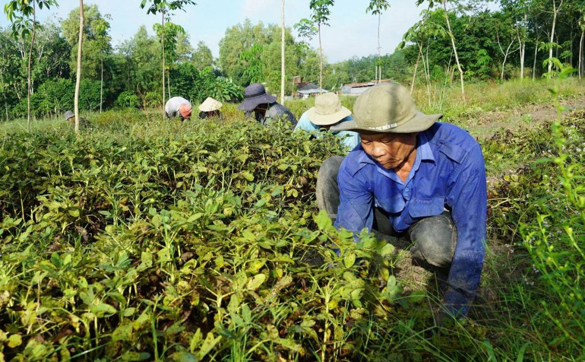  nâng cao chất lượng sống của người dân khu vực nông thôn.