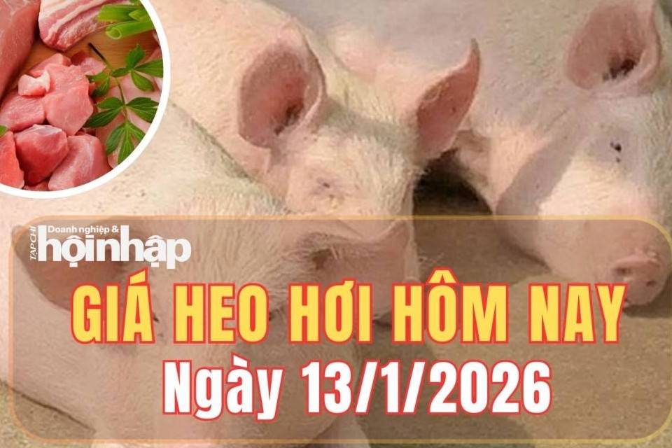 Giá heo hơi hôm nay 13/1/2026: Giá heo hơi đồng loạt tăng mạnh, miền Bắc chạm mốc 75.000 đồng/kg