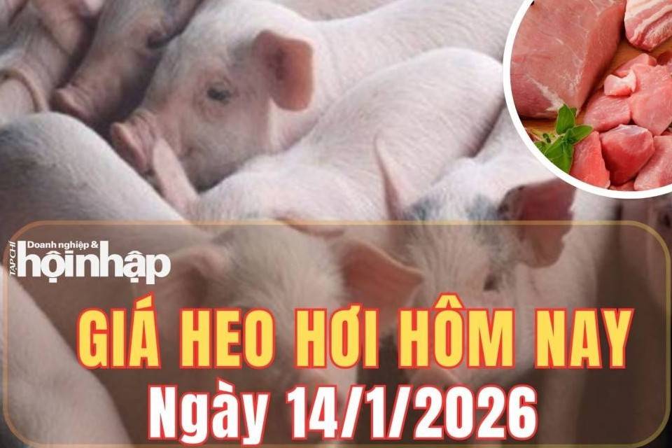 Giá heo hơi hôm nay 14/1/2026: Giá heo hơi duy trì đà tăng mạnh trên cả nước