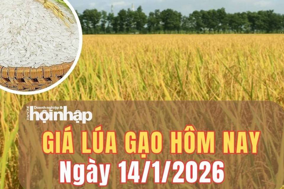 Giá lúa gạo hôm nay 14/1/2026: Giá gạo nguyên liệu nhích nhẹ, thị trường lúa Đông Xuân giao dịch chậm