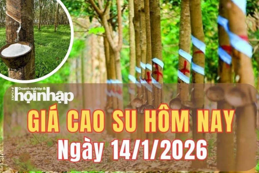Giá cao su hôm nay 14/1/2026: Giá cao su thế giới đồng loạt tăng