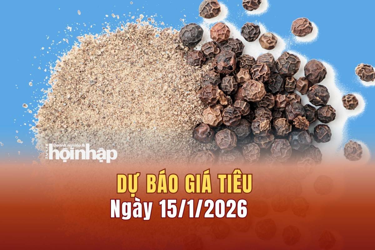 Dự báo giá tiêu 14/1: Giá tiêu trong nước đồng loạt lao dốc