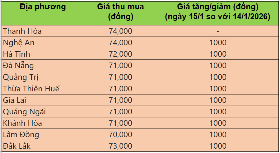 Bảng giá heo hơi tại miền Trung - Tây Nguyên hôm nay 15/1/2026