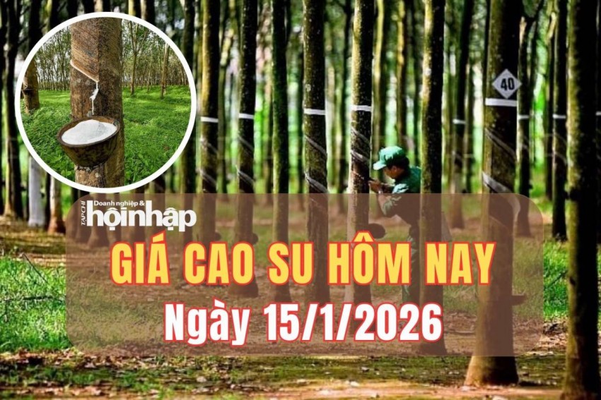 Giá cao su hôm nay 15/1/2026: Giá cao su thế giới tiếp đà khởi sắc, thị trường nội địa đi ngang
