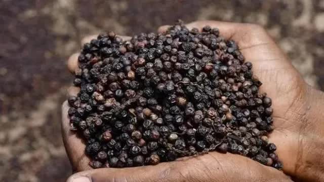 Xuất khẩu hồ tiêu: Việt Nam chủ động nâng chuẩn để giữ vững thị phần
