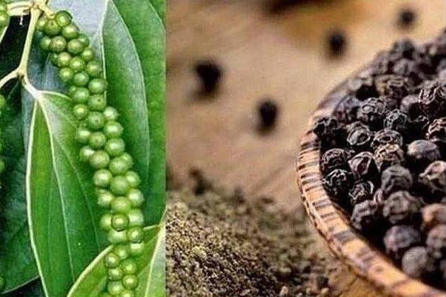 Xuất khẩu hồ tiêu: Việt Nam chủ động nâng chuẩn để giữ vững thị phần