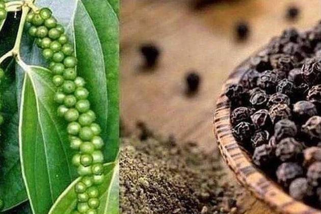 Xuất khẩu hồ tiêu: Việt Nam chủ động nâng chuẩn để giữ vững thị phần